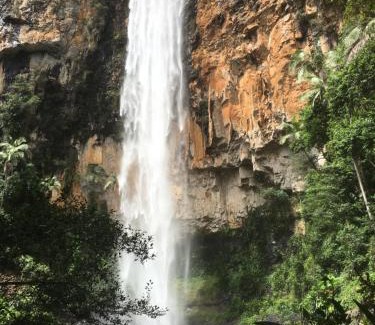 Springbrook Other | Purling Brook Falls Gwongorella