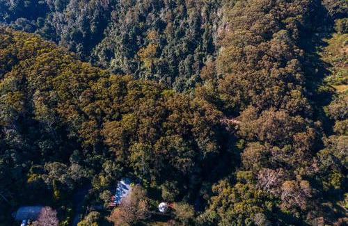 Springbrook Other | Purling Brook Falls Gwongorella