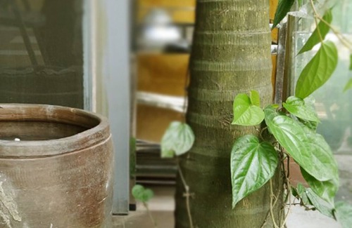 Hue City Centre Villa | Q HOMESTAY GARDEN VILLA - CITY CENTER