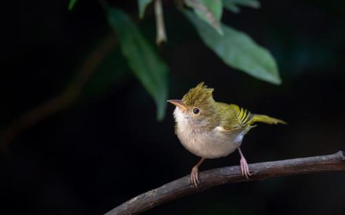 Ban Luang Cabin | Rangbondoi - Birdhides Included and available for birding guide