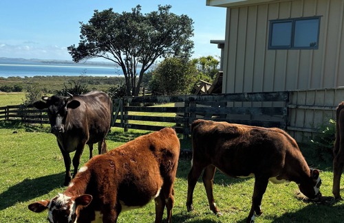 Karkari Peninsula Apartment | Rangiputa Retreat -Fish & Farm stay