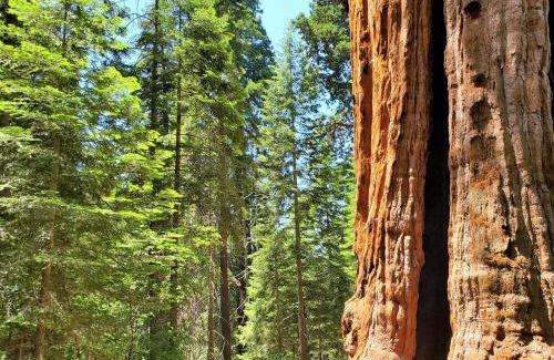 Camp Nelson House | Redwood Retreat, Mountains, Adventure and Nature