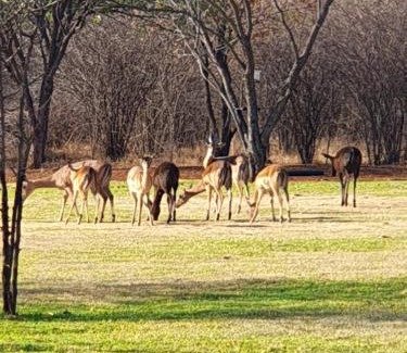 Rustenburg Apartment | RhinoStay