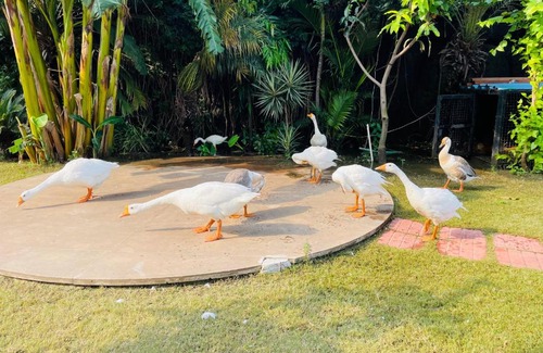Mayapur Bed & Breakfast | Riverview Boutique Hotel & Restaurant