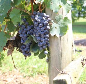 uMngeni Apartment | Romantic Wine Estate Stay in The Midlands