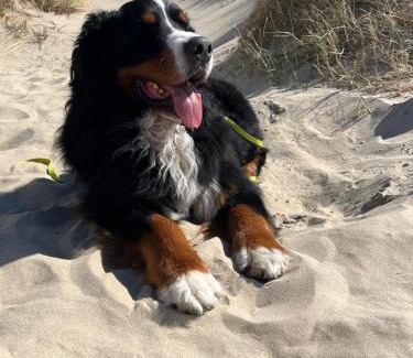 Municipality of Den Helder House | Romantisch Huisje nabij het strand met uitzicht op de tulpenvelden