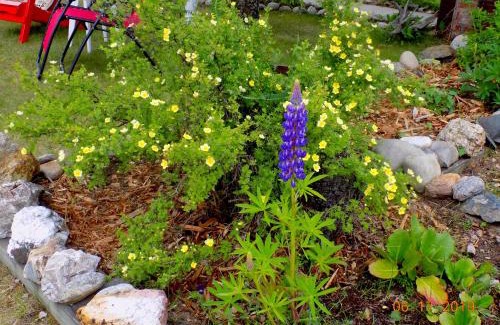 Valemount Bed & Breakfast | Rose Cottage Bed & Breakfast