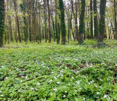 Mieroszyno Resort | Słoneczne Domki Mieroszyno - Jastrzębia Góra