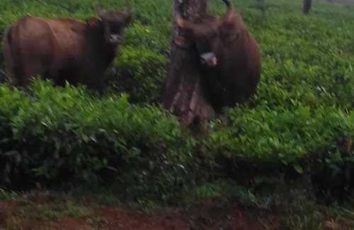 Valparai House | Sami_Vadakkens home stay