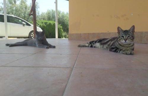 Scordia House | Serenity House di Valeria Favara