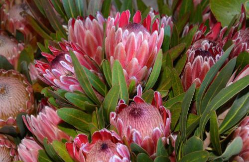 Eersterivierstrand House | Shamrock Cottage