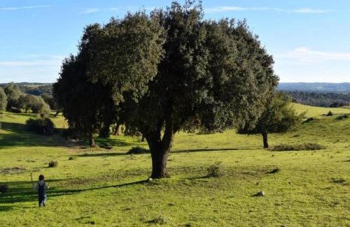 Montemor-o-Novo House | Shared Quinta with Pool and Olive Grove Views