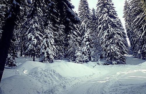 Pamporovo Apartment | Snowy dreams Pamporovo