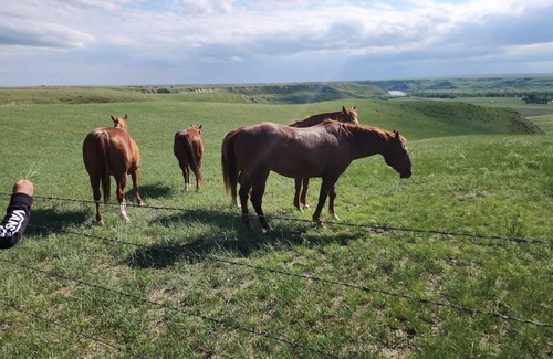 Lethbridge County Apartment | Spotless studio suite on the Coulees!