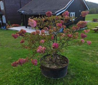 Sauland Other | Suigard Veslestugo