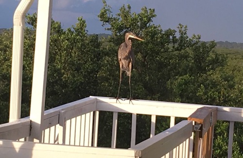 New Smyrna Beach Apartment | Sun Surf Shell Repeat.n99 Steps to Ocean!nPrivate, Serene Special 6 month rate.