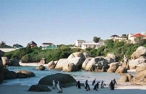 Simon's Town House | Swim with the Penguins!