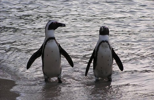 Simon's Town House | Swim with the Penguins!
