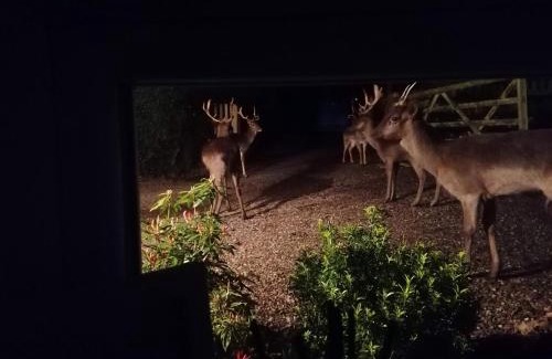 Stafford Bed & Breakfast | The Coach House