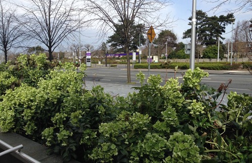 Stillorgan Apartment | The Grange Dublin