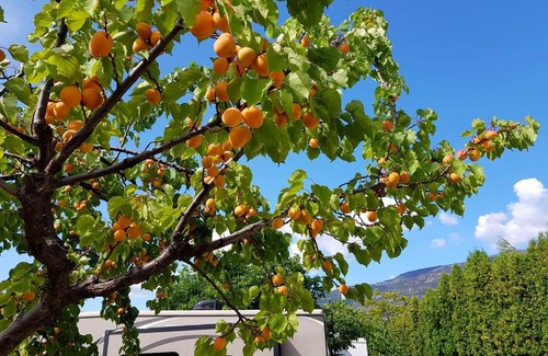 Okanagan-Similkameen Hotel | The Orchard at Oliver