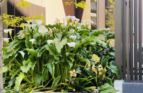Caulfield North Apartment | The Oscar home ! Try me !