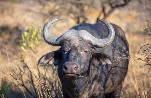Ladysmith Cabin | The Springbok Lodge
