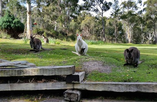 Simpsons Bay House | The Stone Cottage - Bruny Island