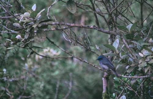 Beragala House | The Woods - Birding, Farming & Eco Living