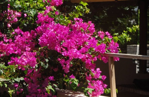 Lamu House | This magical 4 bedroomed house runs on solar and hot showers,not dark nights hear.