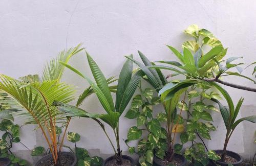Maalhos Hotel | Thundi Village & Spa