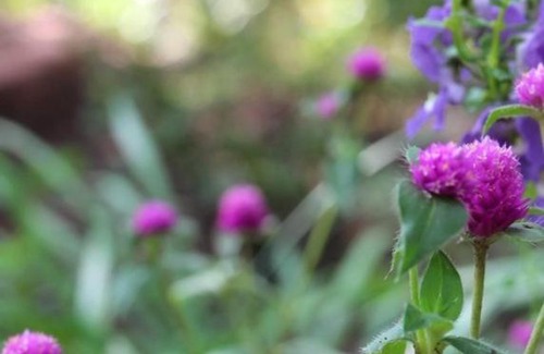 Summerville Bed & Breakfast | Tudor Oaks Inn