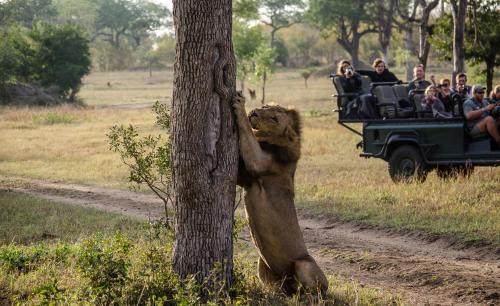 Kruger National Park Cabin | Umkumbe Safari Lodge Riverside