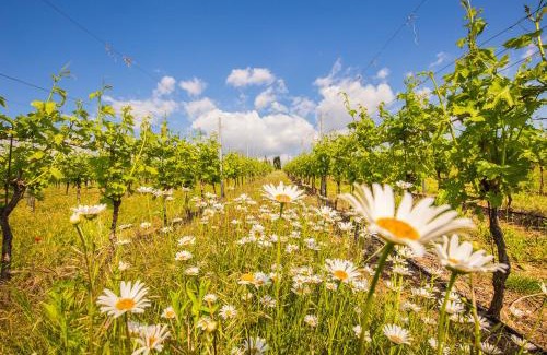 Domegliara House | Valpolicella Homes Recioto Apartment