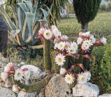Guidonia Montecelio Bed & Breakfast | Villa Dei Romani - Country House