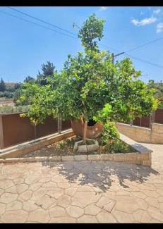 Pachna Villa | Villa Elizabeth