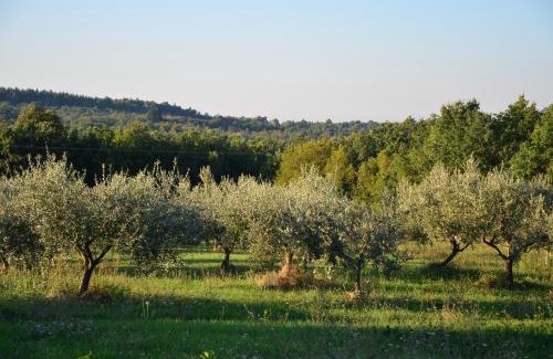 Visnjan Villa | Villa Olivetta by Istrian Country Houses