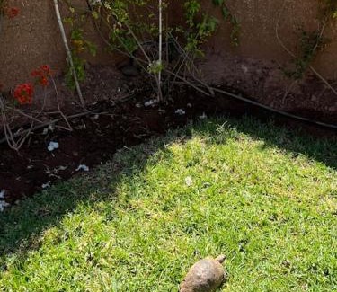Ait Zat Villa | Villa1 des tortues Marrakech