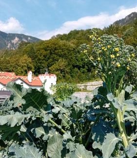 Reichenau an der Rax Apartment | Waldschlössl Schneedörfl