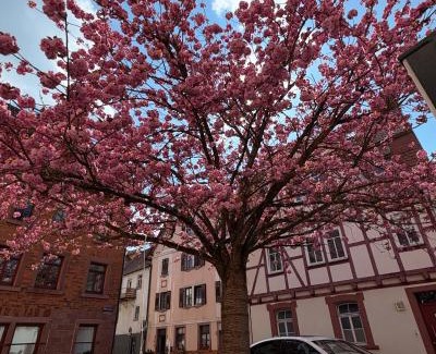 Wertheim Hotel | Wertheimer Gasthaus Hotel & Restaurant