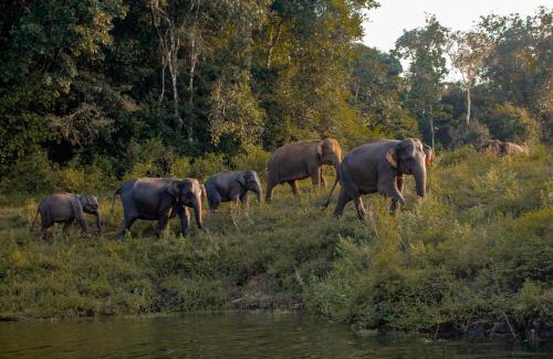 Madulla Other | Wild Glamping Gal Oya - Thema Collection