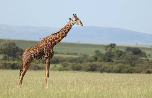 Maasai Mara House | Wild Heart Safari Camp