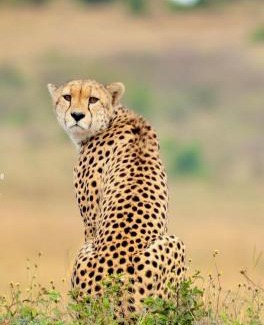 Maasai Mara House | Wild Heart Safari Camp