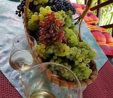Videm House | Wine & Nature & Tour