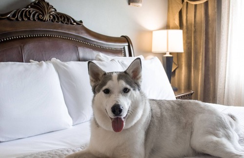 South Main Hotel | Wyndham Houston near NRG Park/Medical Center