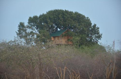 Palatupana Other | Yala Dream Park