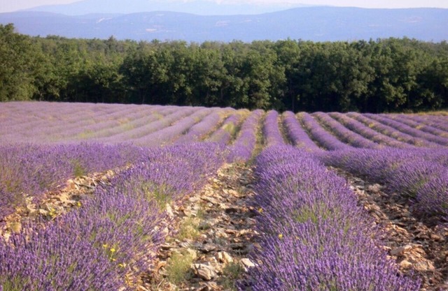 1 Bedroom Private vacation home in Saignon