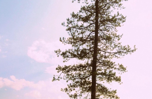 A Secluded Mountain Paradise - surrounded by the river, trees and wildlife