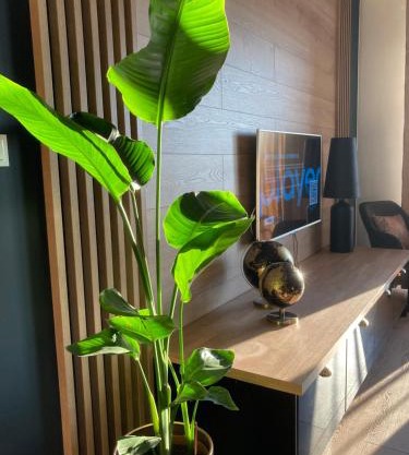 Apartamenty Termalne GREEN Apartment