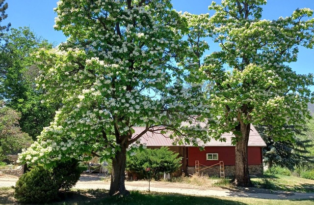 Catalpa Cottage is named after the giant Catalpa trees surrounding the cottage ~